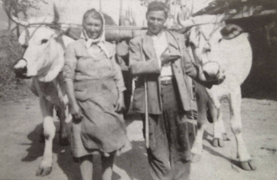 Ramo Torriero / Viola